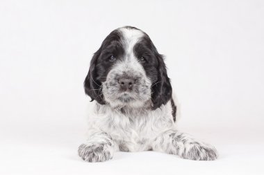   English Cocker Spaniel